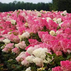 Strawberry Sundae Hydrangea- Beautiful, reunion and gratitude