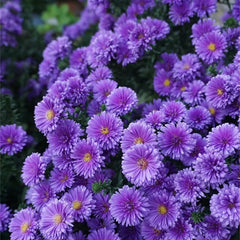 Purple Daisies:Amethyst Gem
