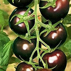 Vegetable Black Cherry Tomato For Planting Non GMO