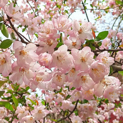 Begonia flowers Seeds