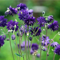 Cat's Paw Flowers Seeds