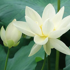 Bowl Lotus Seeds Bonsai Lotus Seeds for Planting Water Lily Flower Aquatic Plants Seeds
