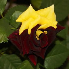 Rare Twin Red Yellow Rose Seeds