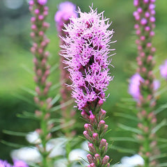 Prairie Blazing Star Seeds