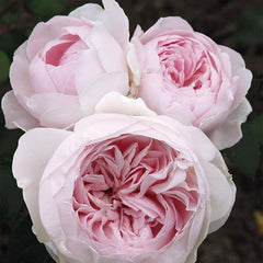 Earth Angel Pink Floribunda Rose Bush, Cupped Peony Shaped Blooms