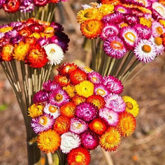 Mixed Strawflowers Helichrysum Flower Seeds-Everlasting Daisy