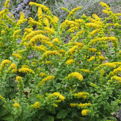 Autumn Magic Pollinator Collection Seeds