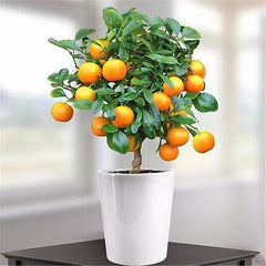 Bonsai Orange Tree Seed Delicious Sweet Fruit Juicy Beautiful Potted Plants Robust Flavor Easy Care