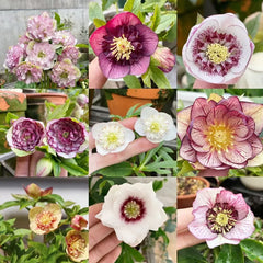 Carnival Hellebore Collection - Christmas Rose