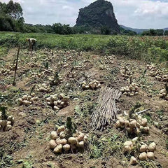 Jicama Seeds Heirloom Mexican Yam Bean Non-GMO Mexican Turnip Seeds Fresh Garden Seeds