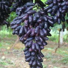 Seedless Sapphire Grapes Seeds