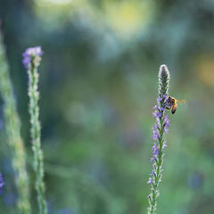 Western Vervain