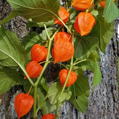 Lantern Cherry Seeds Winter Ground Cherry Strawberry Ground Cherry