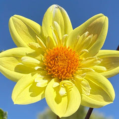 Bright Yellow Dahlia Seeds