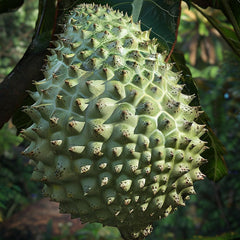 Giant Soursop Seeds for Planting, Annona Muricata, Graviola, Guyabano, Sirsak,  Tasty Tropical Native Fruit Tree