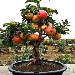 Miniature Apple Tree Seed High Yield Flourishing Perfect for Containers