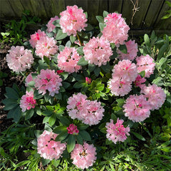Alpine Azalea Seeds  Rare Species