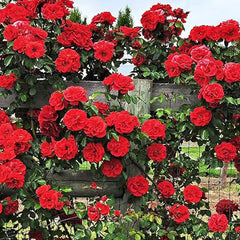 Mix Climbing Rose Seeds for Planting Outdoors Ornamental Climbing Flowers
