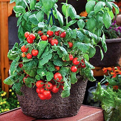 Dwarf Red Robin Tomato Seeds, Sweet, Low Acid, Determinate, Open-Pollinated, Delicious