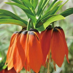 Fritillaria Crown Imperial Aurora