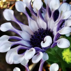 Osteospermum Mix Seeds Spider Daisy Rare