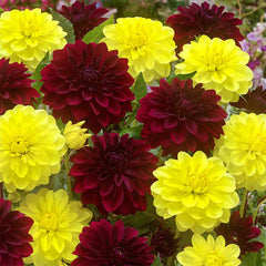 Dahlia Decorative Collection Bulbs Perennial Growing Bonsai Roots Rhizomes Corms Tubers Potted Planting Reblooming Fragrant Garden Species Blooms Flower Seeds Plant Gardening - Seedsplant