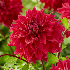 Dahlia Dinner Plate Collection Bulbs Perennial Growing Bonsai Roots Rhizomes Corms Tubers Potted Planting Reblooming Fragrant Garden Species Blooms Flower Seeds Plant Gardening