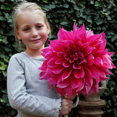 Dahlia Dinner Plate Collection Bulbs Perennial Growing Bonsai Roots Rhizomes Corms Tubers Potted Planting Reblooming Fragrant Garden Species Blooms Flower Seeds Plant Gardening