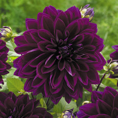 Dahlia Dinner Plate Collection Bulbs Perennial Growing Bonsai Roots Rhizomes Corms Tubers Potted Planting Reblooming Fragrant Garden Species Blooms Flower Seeds Plant Gardening