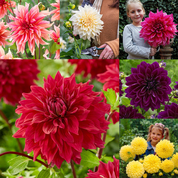 Dahlia Dinner Plate Collection Bulbs Perennial Growing Bonsai Roots Rhizomes Corms Tubers Potted Planting Reblooming Fragrant Garden Species Blooms Flower Seeds Plant Gardening