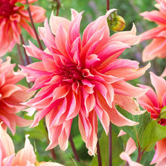 Dahlia Dinner Plate Collection Bulbs Perennial Growing Bonsai Roots Rhizomes Corms Tubers Potted Planting Reblooming Fragrant Garden Species Blooms Flower Seeds Plant Gardening