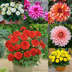 Gallery Collection Dahlia Bulbs Perennial Growing Bonsai Roots Rhizomes Corms Tubers Potted Planting Reblooming Fragrant Garden Species Blooms Flower Seeds Plant Gardening
