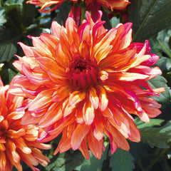 Gallery Collection Dahlia Bulbs Perennial Growing Bonsai Roots Rhizomes Corms Tubers Potted Planting Reblooming Fragrant Garden Species Blooms Flower Seeds Plant Gardening