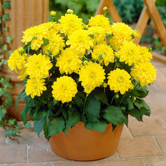 Gallery Collection Dahlia Bulbs Perennial Growing Bonsai Roots Rhizomes Corms Tubers Potted Planting Reblooming Fragrant Garden Species Blooms Flower Seeds Plant Gardening