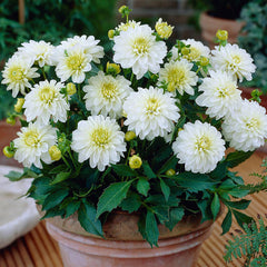 Gallery Collection Dahlia Bulbs Perennial Growing Bonsai Roots Rhizomes Corms Tubers Potted Planting Reblooming Fragrant Garden Species Blooms Flower Seeds Plant Gardening - Seedsplant