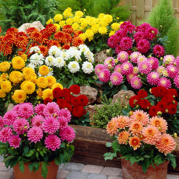 Gallery Collection Dahlia Bulbs Perennial Growing Bonsai Roots Rhizomes Corms Tubers Potted Planting Reblooming Fragrant Garden Species Blooms Flower Seeds Plant Gardening
