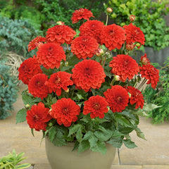Dahlia Gallery Collection Bulbs Perennial Growing Bonsai Roots Rhizomes Corms Tubers Potted Planting Reblooming Fragrant Garden Species Blooms Flower Seeds Plant Gardening