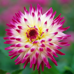 Dahlia Large Flowering Cactus Collection Bulbs Perennial Growing Bonsai Roots Rhizomes Corms Tubers Potted Planting Reblooming Fragrant Garden Species Blooms Flower Seeds Plant Gardening