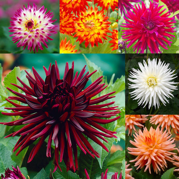Dahlia Large Flowering Cactus Collection Bulbs Perennial Growing Bonsai Roots Rhizomes Corms Tubers Potted Planting Reblooming Fragrant Garden Species Blooms Flower Seeds Plant Gardening