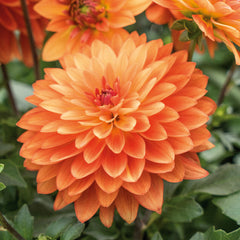 Dahlia Maxi Collection Bulbs Perennial Growing Bonsai Roots Rhizomes Corms Tubers Potted Planting Reblooming Fragrant Garden Species Blooms Flower Seeds Plant Gardening - Seedsplant