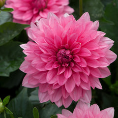 Dahlia Maxi Collection Bulbs Perennial Growing Bonsai Roots Rhizomes Corms Tubers Potted Planting Reblooming Fragrant Garden Species Blooms Flower Seeds Plant Gardening - Seedsplant