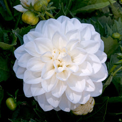 Dahlia Maxi Collection Bulbs Perennial Growing Bonsai Roots Rhizomes Corms Tubers Potted Planting Reblooming Fragrant Garden Species Blooms Flower Seeds Plant Gardening - Seedsplant