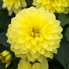 Dahlia Maxi Collection Bulbs Perennial Growing Bonsai Roots Rhizomes Corms Tubers Potted Planting Reblooming Fragrant Garden Species Blooms Flower Seeds Plant Gardening - Seedsplant