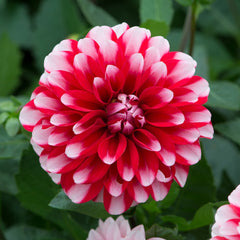Dahlia Maxi Collection Bulbs Perennial Growing Bonsai Roots Rhizomes Corms Tubers Potted Planting Reblooming Fragrant Garden Species Blooms Flower Seeds Plant Gardening - Seedsplant