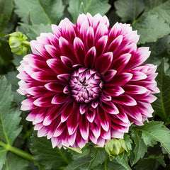 Dahlia Maxi Collection Bulbs Perennial Growing Bonsai Roots Rhizomes Corms Tubers Potted Planting Reblooming Fragrant Garden Species Blooms Flower Seeds Plant Gardening - Seedsplant