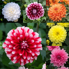 Dahlia Maxi Collection Bulbs Perennial Growing Bonsai Roots Rhizomes Corms Tubers Potted Planting Reblooming Fragrant Garden Species Blooms Flower Seeds Plant Gardening - Seedsplant