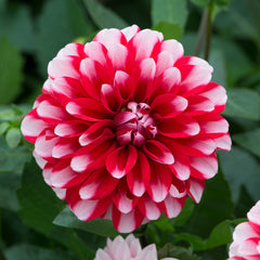 Dahlia Maxi Tampico Bulbs Perennial Growing Bonsai Roots Rhizomes Corms Tubers Potted Planting Reblooming Fragrant Garden Species Blooms Flower Seeds Plant Gardening
