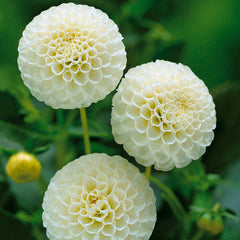 White Dahlia Omega Bulbs Perennial Growing Bonsai Roots Rhizomes Corms Tubers Potted Planting Reblooming Fragrant Garden Species Blooms Flower Seeds Plant Gardening - Seedsplant