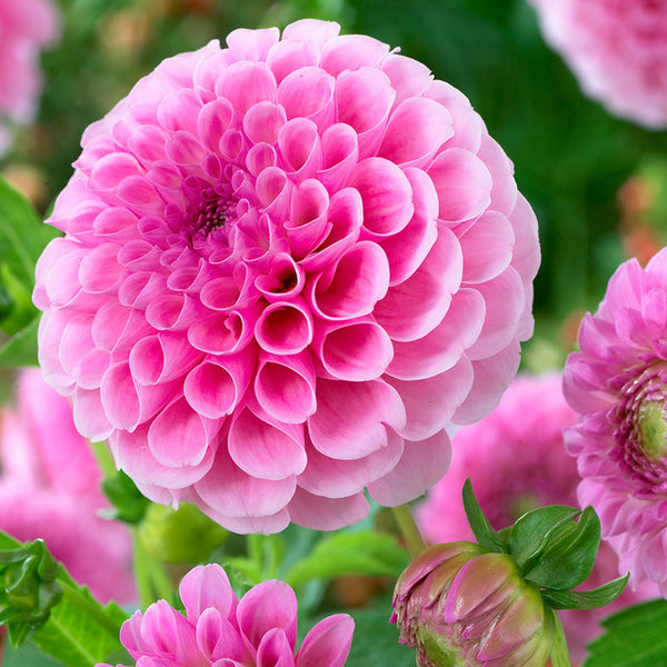 Dahlia Watermelon Pink Bulbs Perennial Growing Bonsai Roots Rhizomes Corms Tubers Potted Planting Reblooming Fragrant Garden Species Blooms Flower Seeds Plant Gardening
