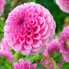Dahlia Watermelon Pink Bulbs Perennial Growing Bonsai Roots Rhizomes Corms Tubers Potted Planting Reblooming Fragrant Garden Species Blooms Flower Seeds Plant Gardening